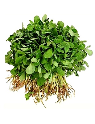 Methi (FenuGreek)