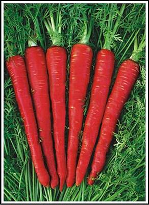 Carrot - Red (Large)