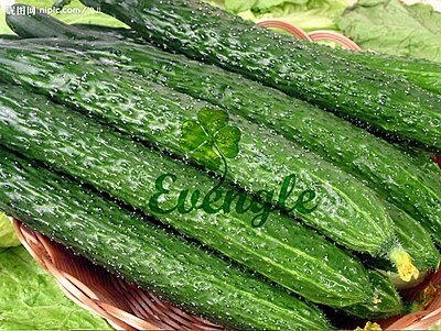 Cucumber Chinese