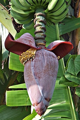 Banana Flower