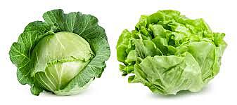 CABBAGE