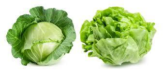 CABBAGE