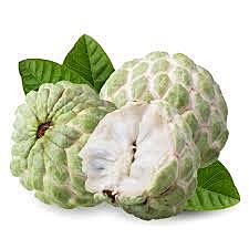 Custard Apple