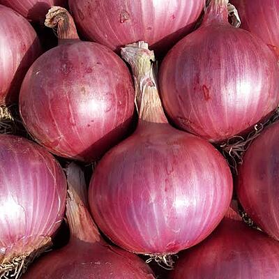 Onion (Bumper)