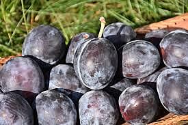 Plum Italy