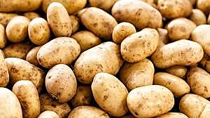 Potato - Surya Large