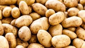 Potato - Surya Large