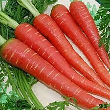 CARROT RED(Local)