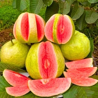 Guava Red Diamond - Japan